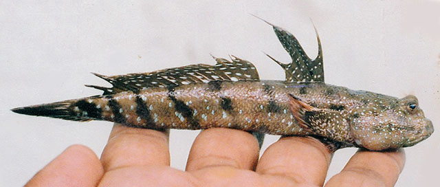 Boleophthalmus boddarti