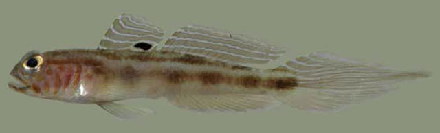 Bollmannia boqueronensis