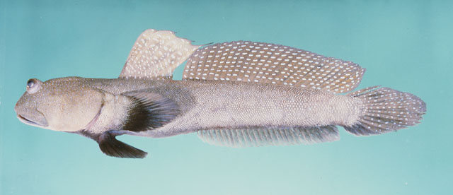 Boleophthalmus caeruleomaculatus