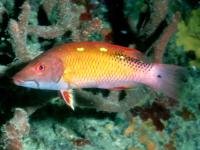 Bodianus diana