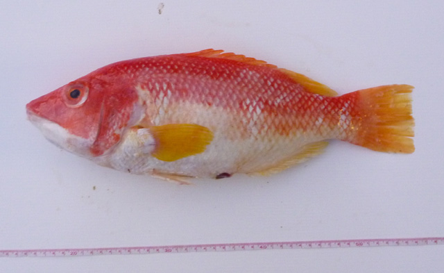Bodianus flavipinnis