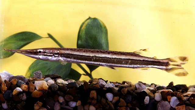 Boulengerella lateristriga