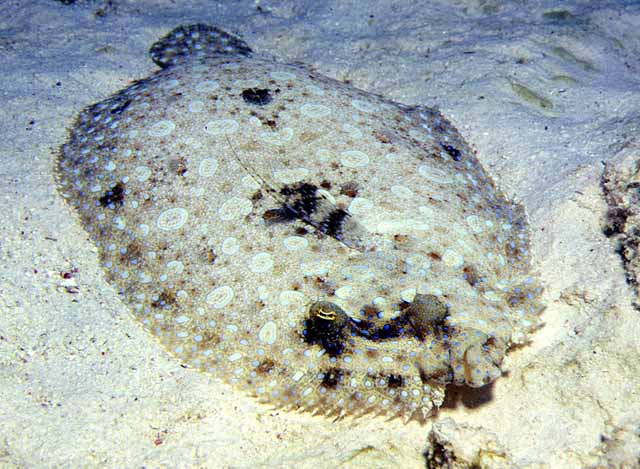 Bothus lunatus