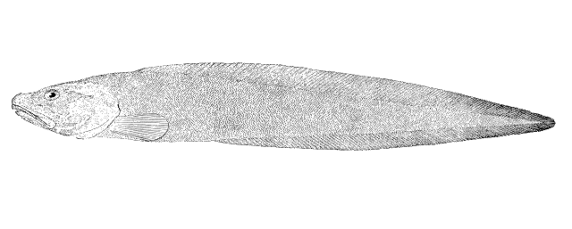 Bothrocara molle