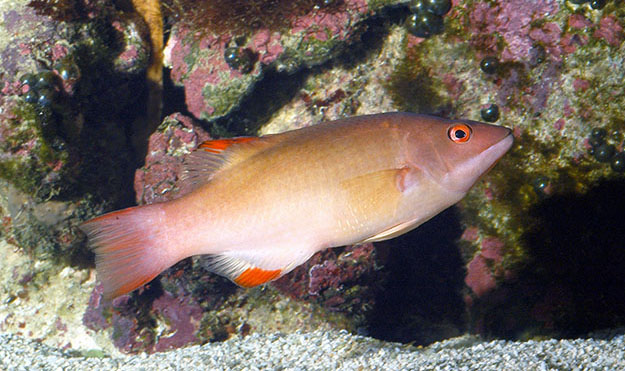 Bodianus neilli