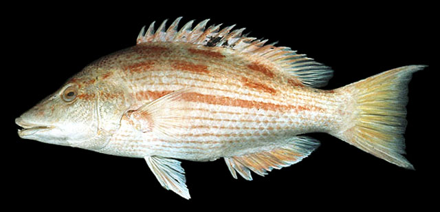 Bodianus bathycapros
