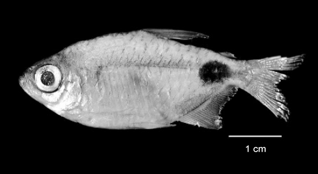 Brachypetersius altus