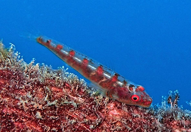 Bryaninops amplus