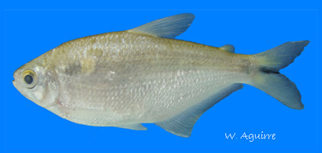 Bryconamericus brevirostris