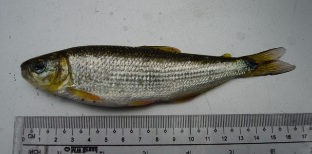 Brycon chagrensis