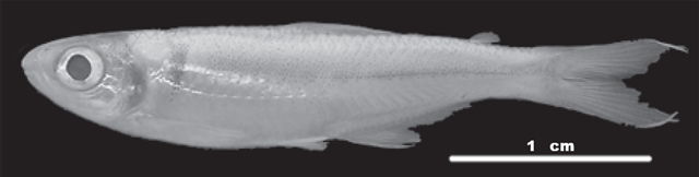 Bryconamericus cinarucoense