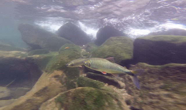 Brycon costaricensis