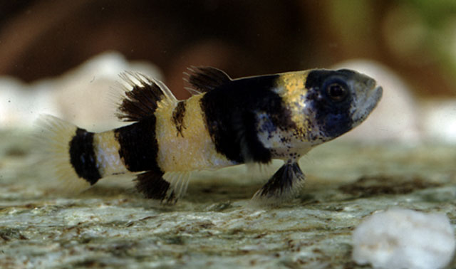 Brachygobius doriae