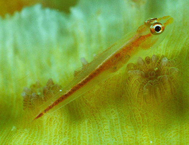 Bryaninops erythrops