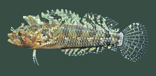Brachynectes fasciatus