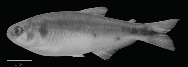Bryconamericus foncensis