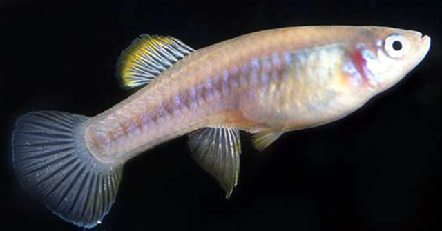 Brachyrhaphis hartwegi