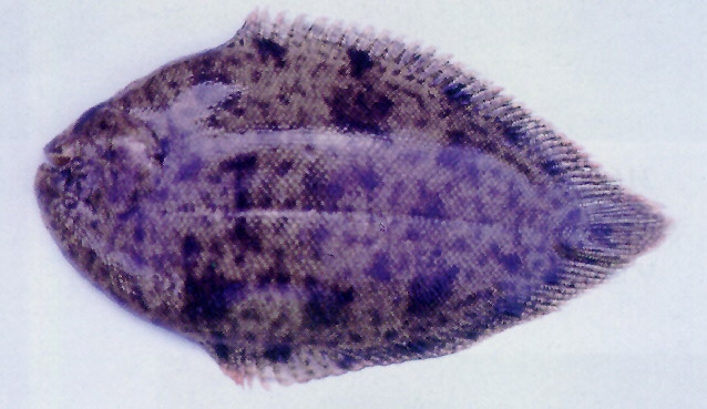 Brachirus harmandi