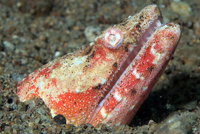 Brachysomophis henshawi