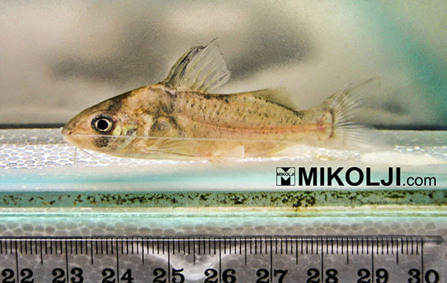 Brachyrhamdia imitator