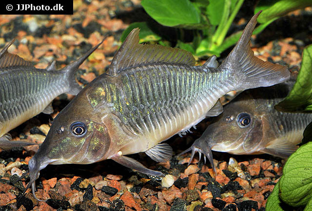 Brochis multiradiatus