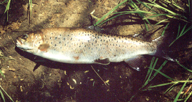 Brachymystax savinovi