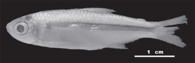 Bryconamericus singularis