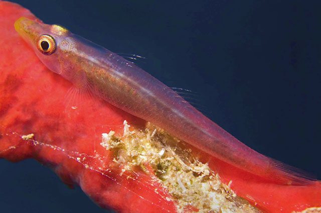 Bryaninops spongicolus