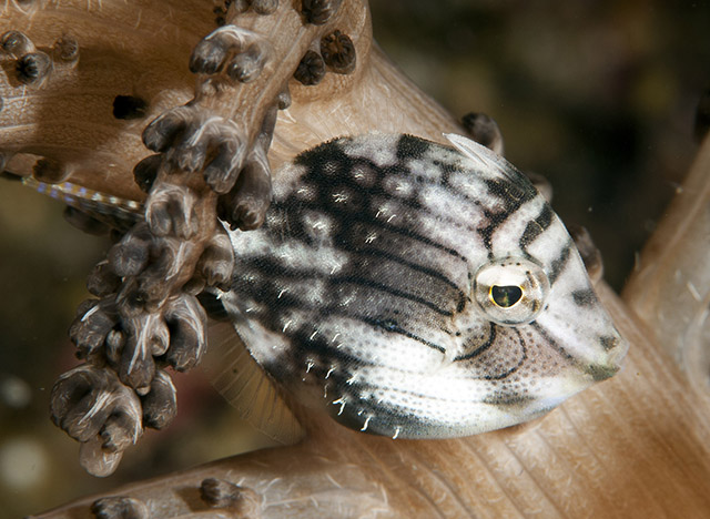 Brachaluteres taylori