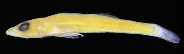 Bryaninops translucens