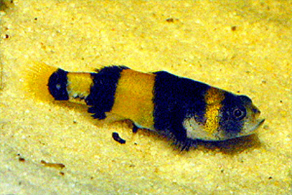 Brachygobius xanthozona
