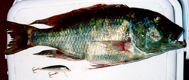 Bunot_u0.jpg
