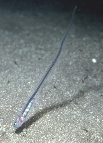 Carapus acus