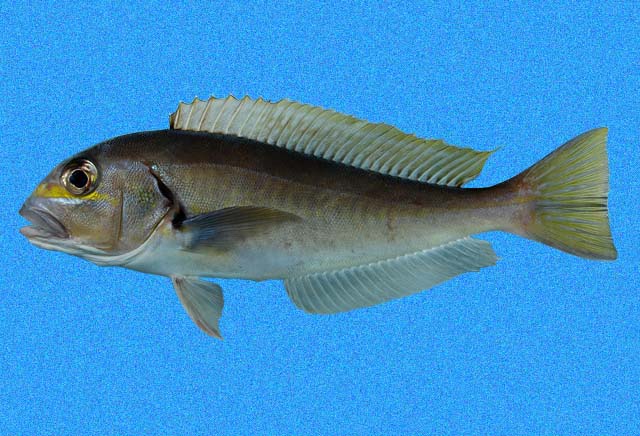 Caulolatilus affinis