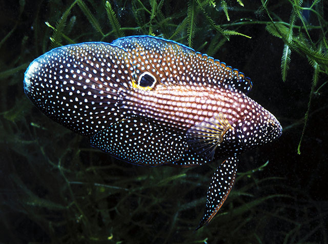 Calloplesiops altivelis