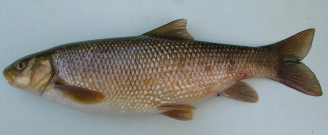 Capoeta antalyensis