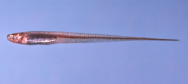 Carapus bermudensis