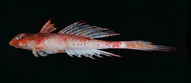Callionymus caeruleonotatus
