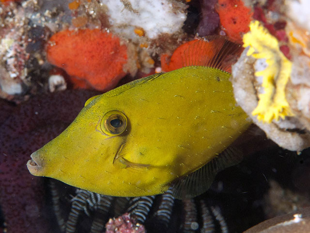 Cantherhines cerinus