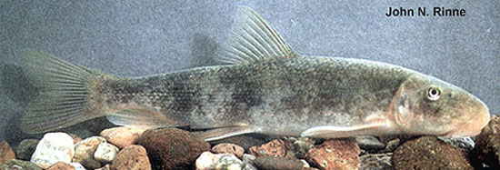 Pantosteus clarkii