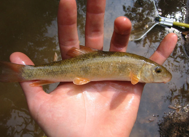 Catostomus commersonii