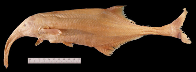 Campylomormyrus curvirostris