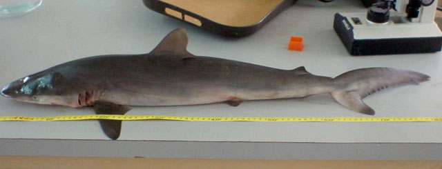 Carcharhinus falciformis