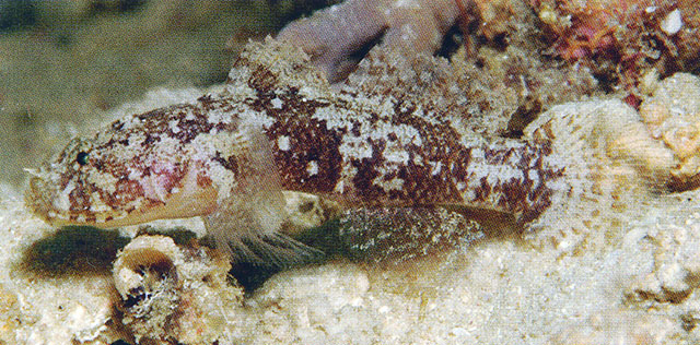 Callogobius flavobrunneus