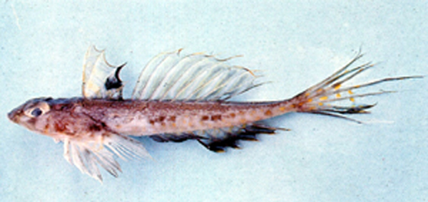 Callionymus formosanus