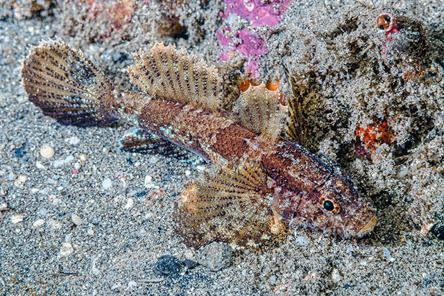 Callogobius hasseltii