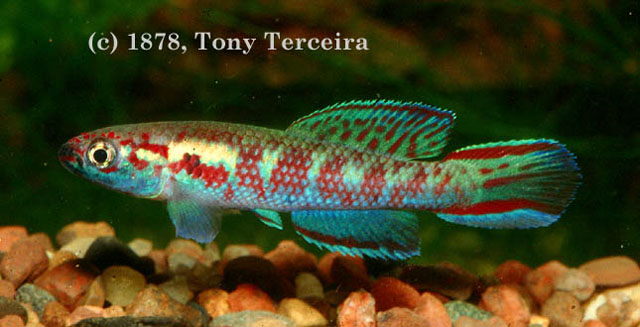Callopanchax huwaldi