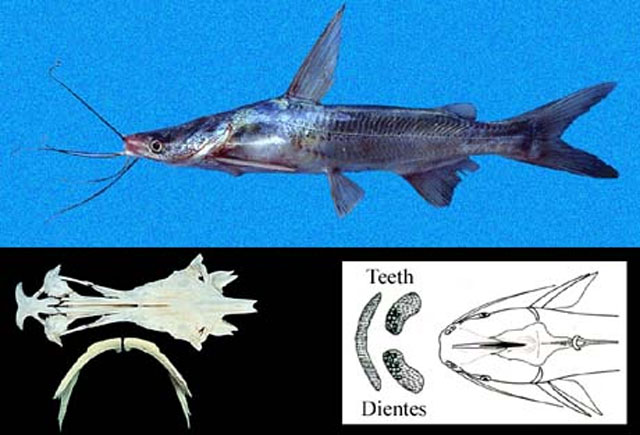 Cathorops hypophthalmus