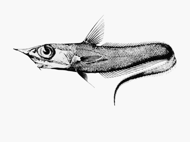 Coelorinchus innotabilis