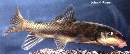 Catostomus insignis